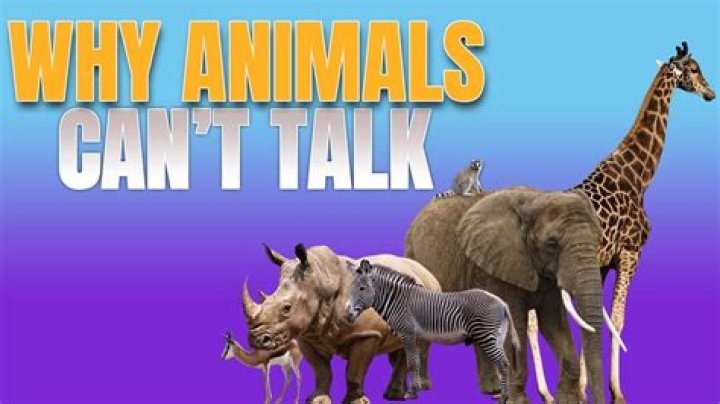 Why can't animals talk?