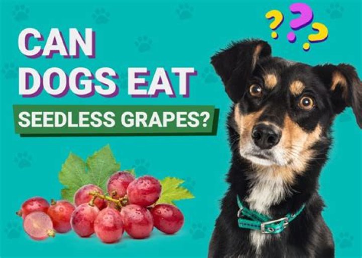 Why can't dogs have grapes?