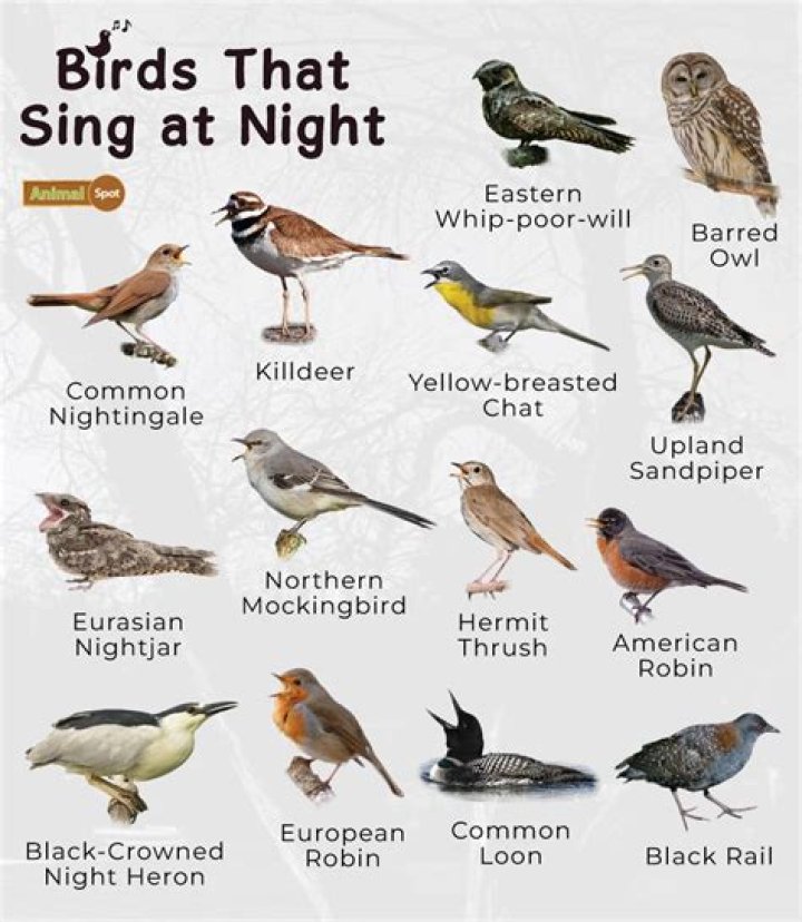 Why can I hear birds at 2am?