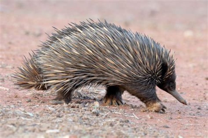 Why did the Echidna create Puck?