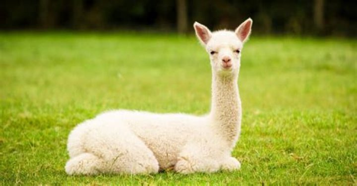 Why do alpacas scream?