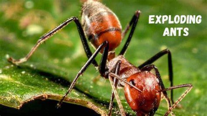 Why do ants explode?