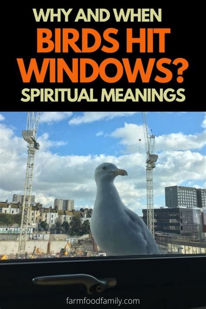 Why do birds hit windows repeatedly?