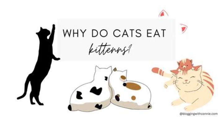 Why do cats eat kittens?