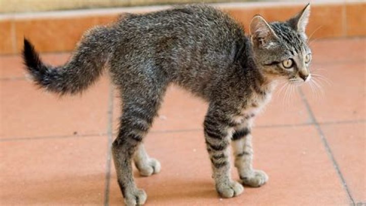 Why do cats flick their tails when lying down?