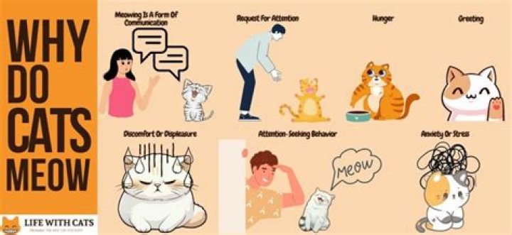 Why do cats meow at 3am?