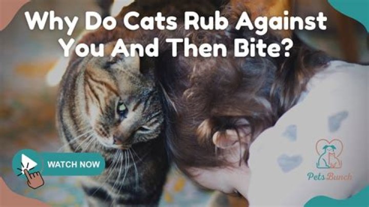 Why do cats rub against you?