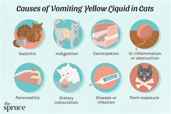 Why do cats vomit yellow liquid?