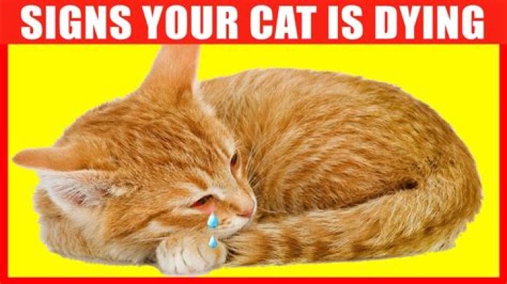 Why do cats want to be alone when they are dying?