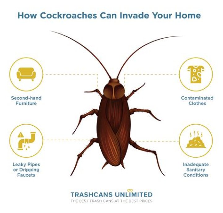 Why do cockroaches move after spraying?