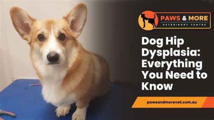 Why do dogs back up when you reach for them?