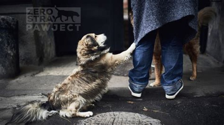 Why do dogs do burnouts after they poop?