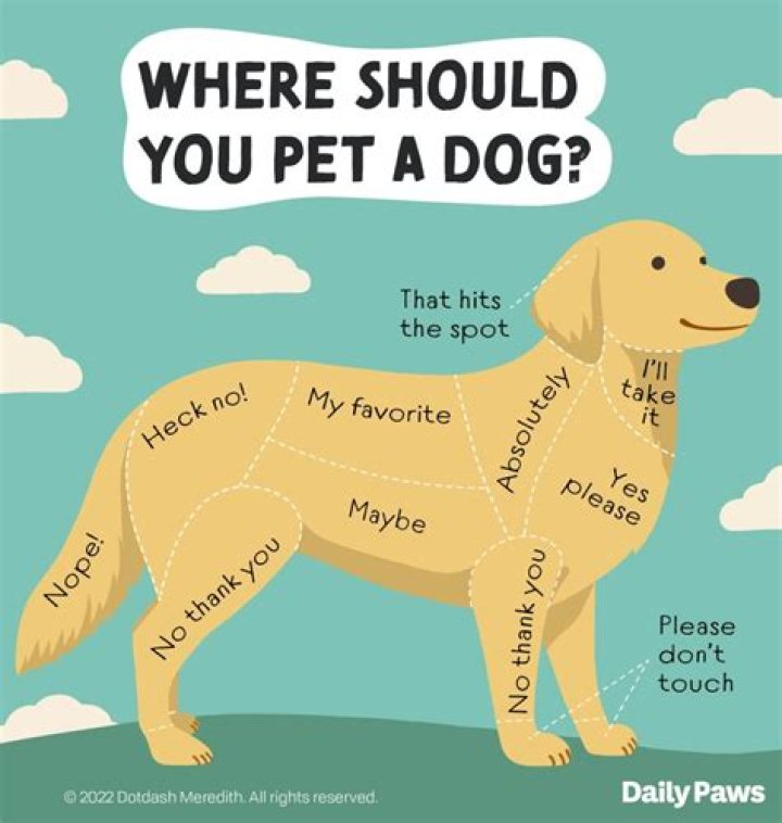 Why do dogs do things they know they're not supposed to do?