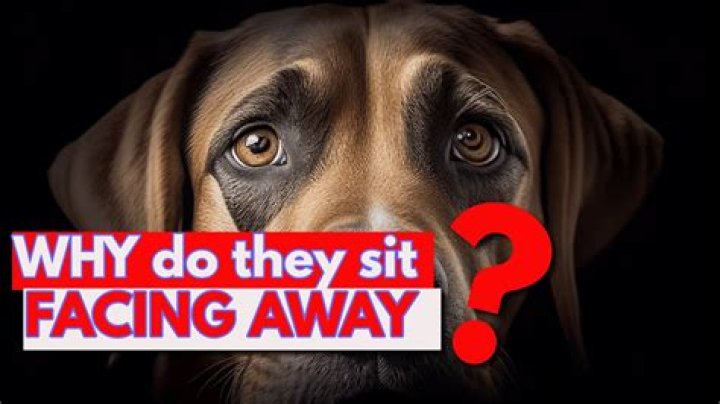 Why do dogs face away from you when sleeping?