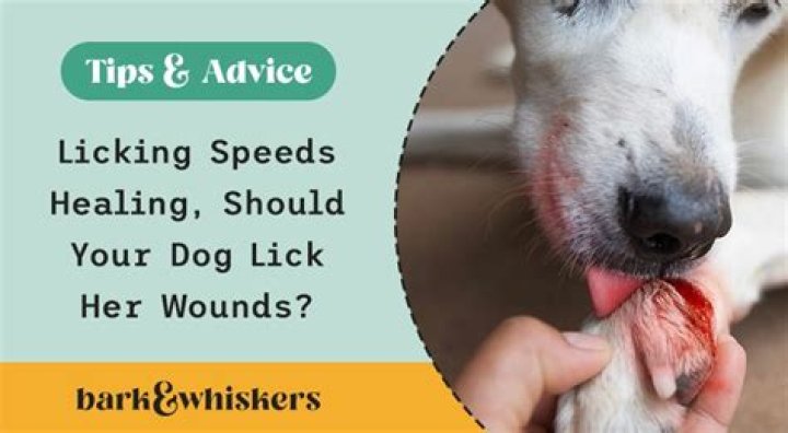Why do dogs lick your wounds?