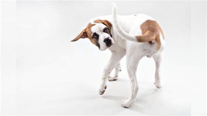 Why do dogs maul their owners?