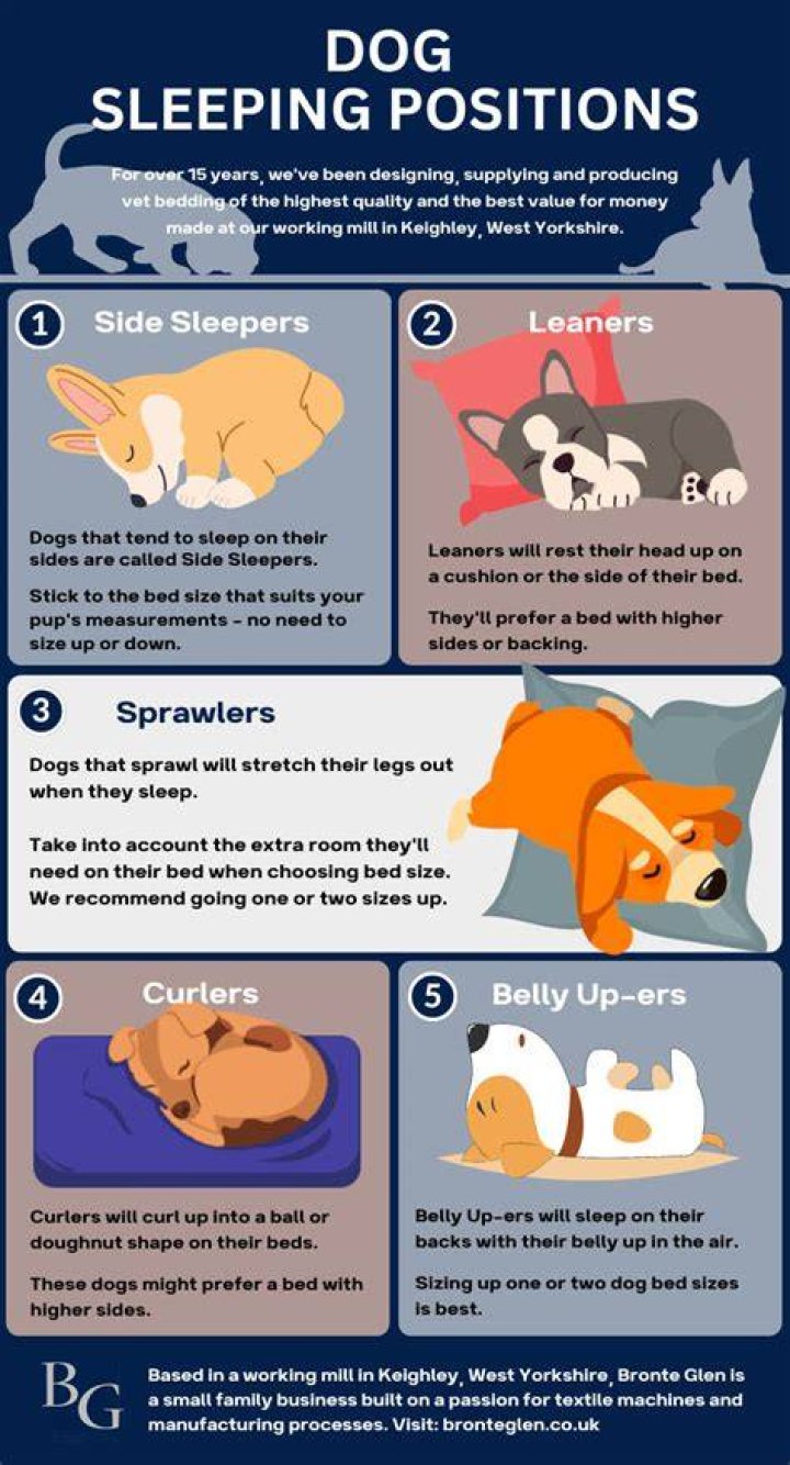 Why do dogs sleep with their heads hanging down?