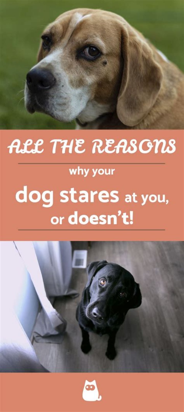 Why do dogs stare at you when they poop?