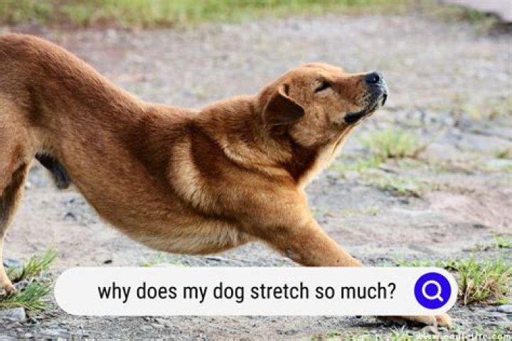Why do dogs stretch their back legs when you scratch them?