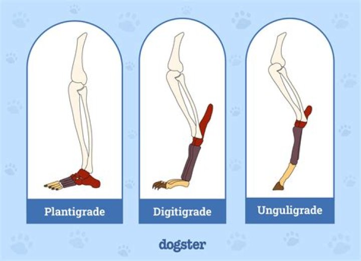 Why do dogs walk under your legs?