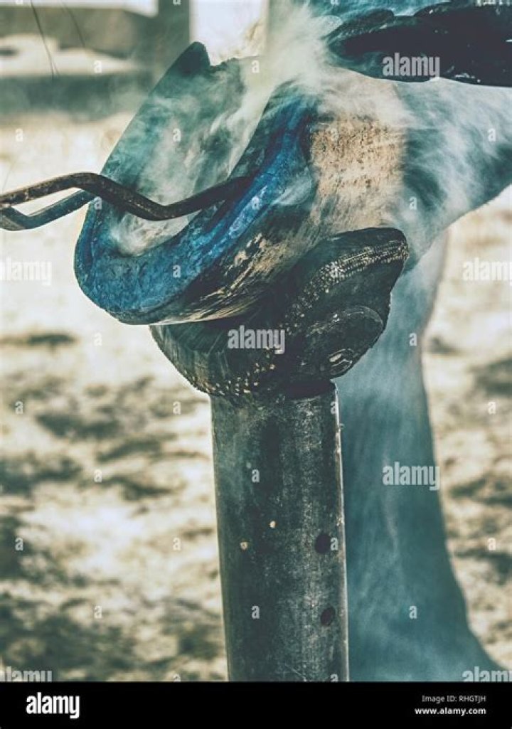 Why do farriers burn the hoof?