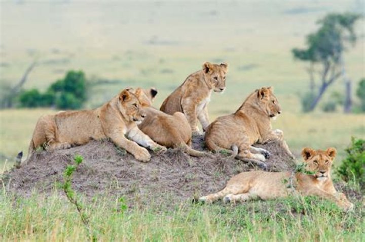 Why do female lions roll over after mating?
