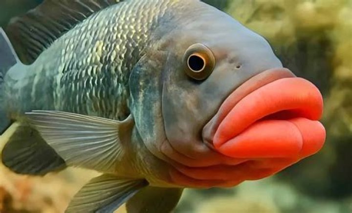 Why do fish lock lips?