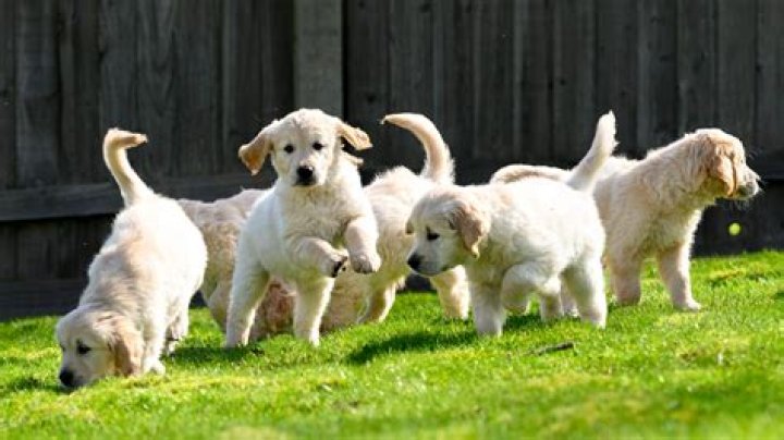 Why do girl dogs act like boys?