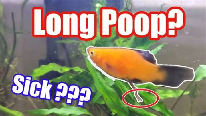 Why do goldfish poop a lot?