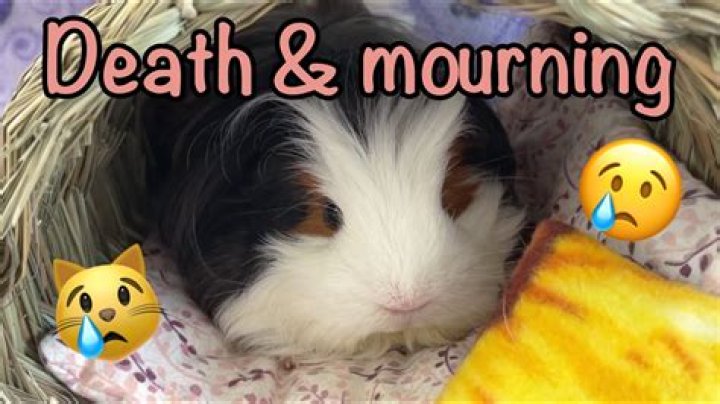Why do guinea pigs flatten?