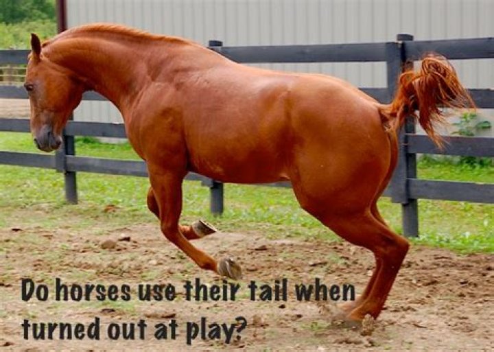 Why do horses flick their tails when jumping?