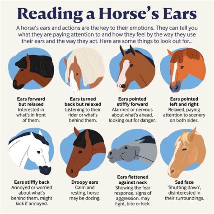 Why do horses nudge you with their head?