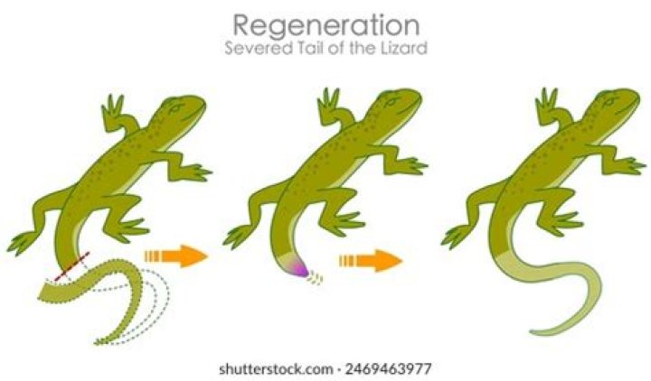 Why do lizards tails move when cut off?