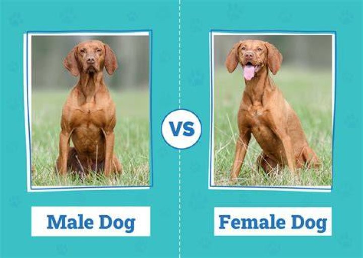 Why do male dogs cry for females?