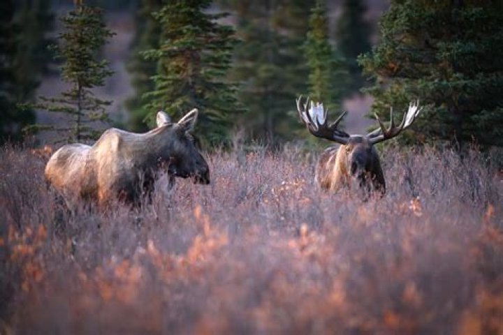 Why do moose rut?