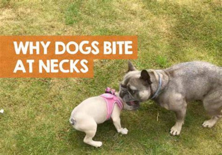 Why do my dogs bite each other's necks?