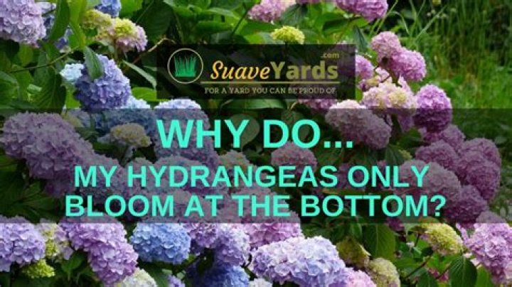 Why do my hydrangeas only bloom at the bottom?