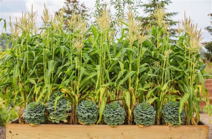 Why do overcrowded plants grow tall and spindly?
