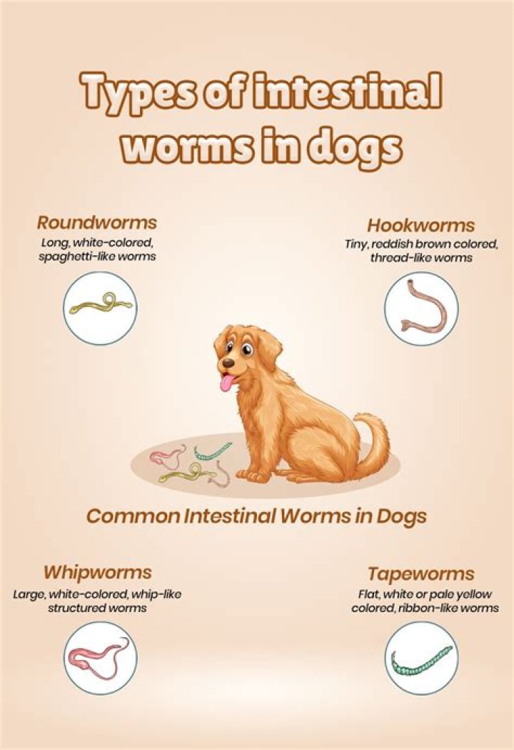 Why do puppies get worms every 2 weeks?