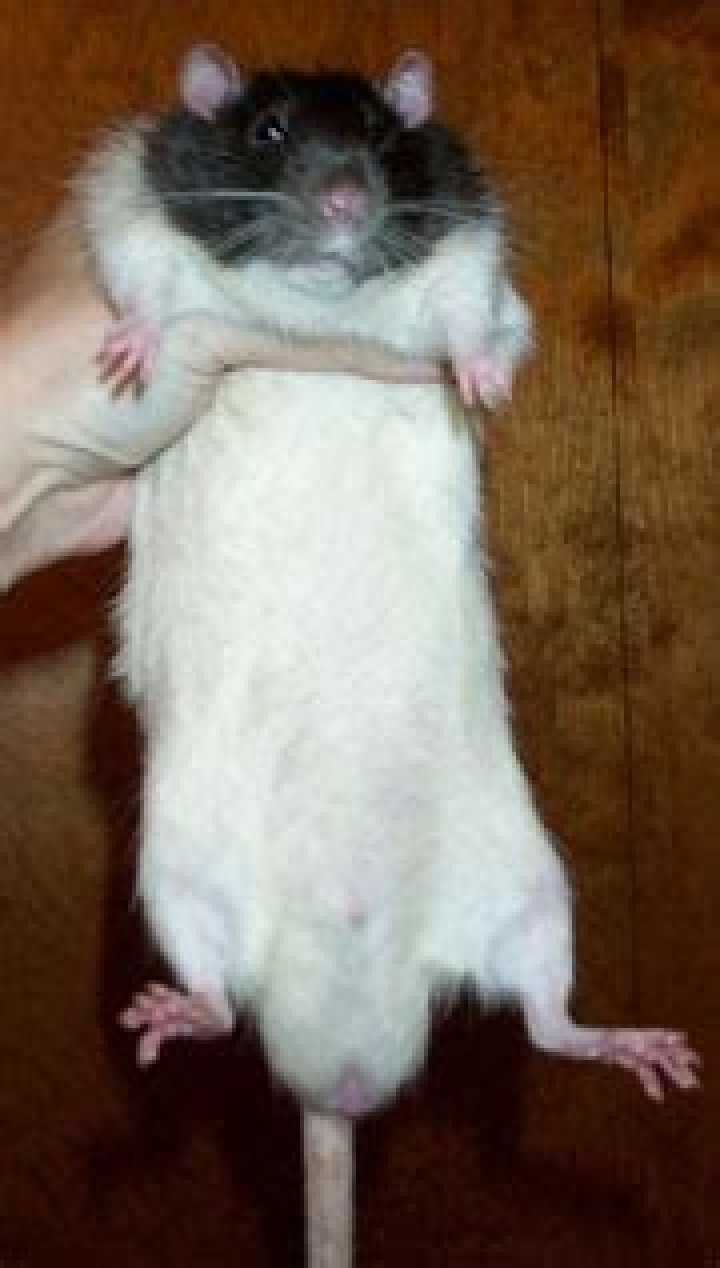 Why do rats have big balls?