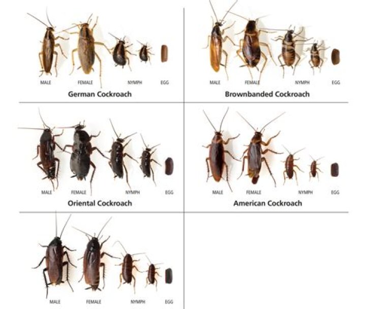 Why do roaches go towards you?