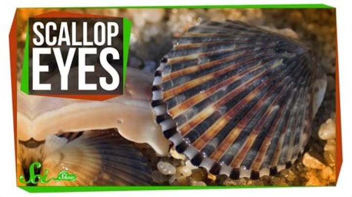 Why do scallops have so many eyes?