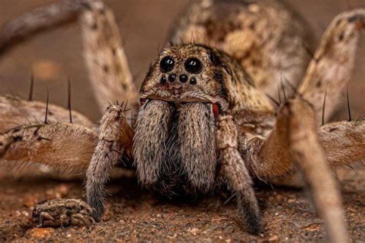Why do spiders chase you?