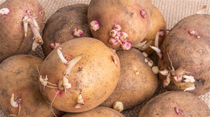 Why does an apple stop potatoes from sprouting?