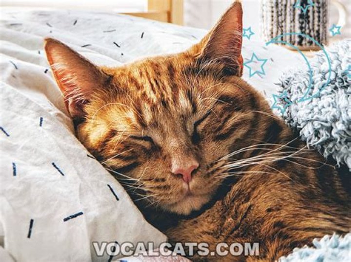 Why does my cat come to me when I make a high pitched noise?