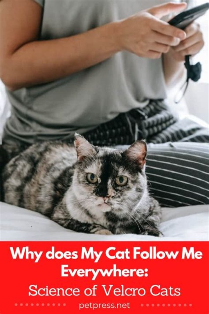 Why does my cat fall over when he sees me?