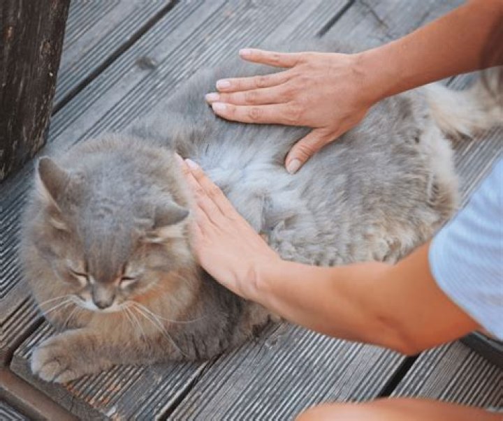 Why does my cat still have fleas after treatment?