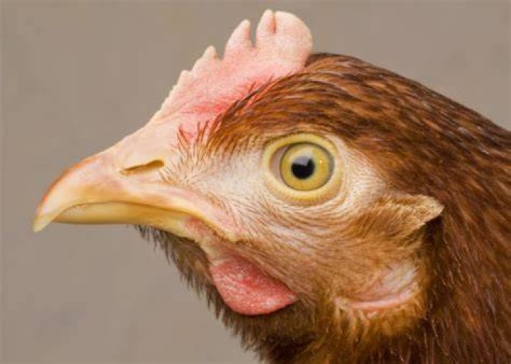 Why does my chick have a crooked beak?