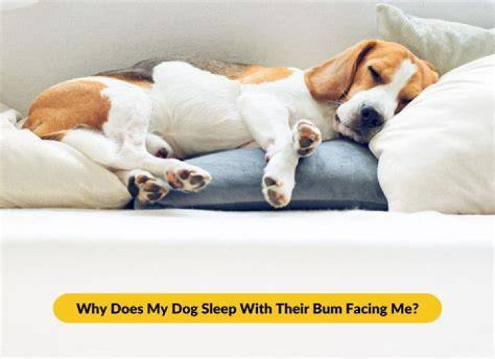 Why does my dog always have to be touching me when sleeping?