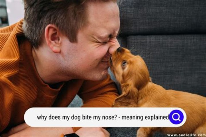 Why does my dog bite my husband but not me?